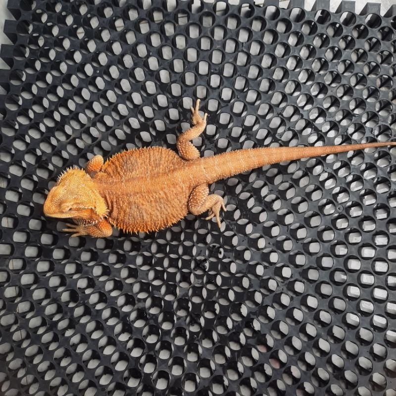 Mainan Bearded Dragon Female Hypo