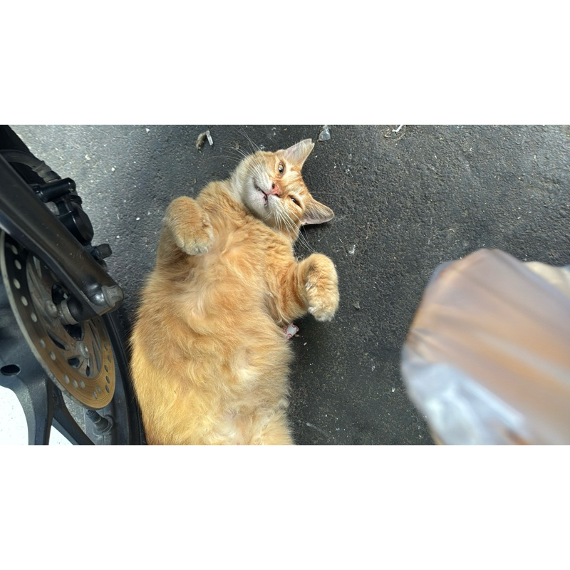 

MAKANAN KUCING