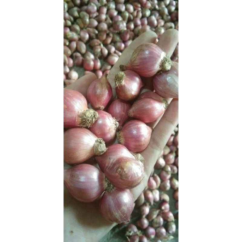 

bawang merah