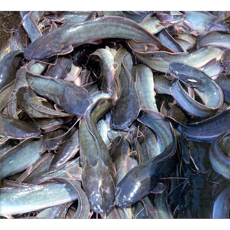 

Lele Hidup 1 Kg Konsumsi Fresh