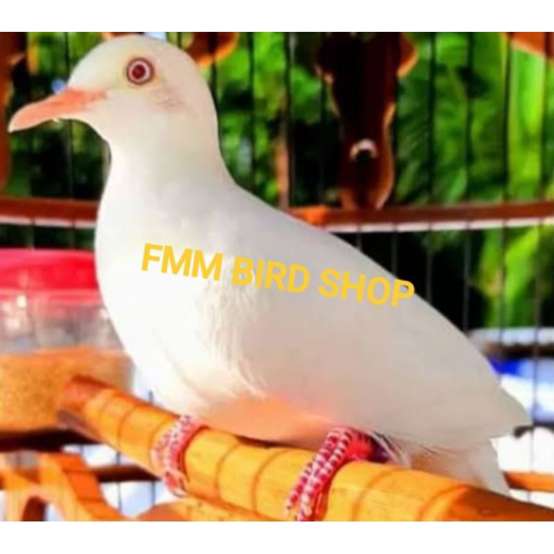 Perkutut putih kapas  mata merah original rajin bunyi