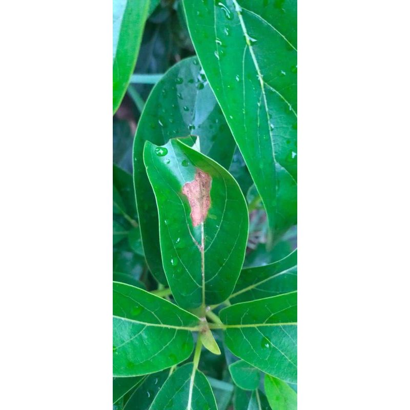 

daun alpukat fresh per 20 lembar di petik dadakan