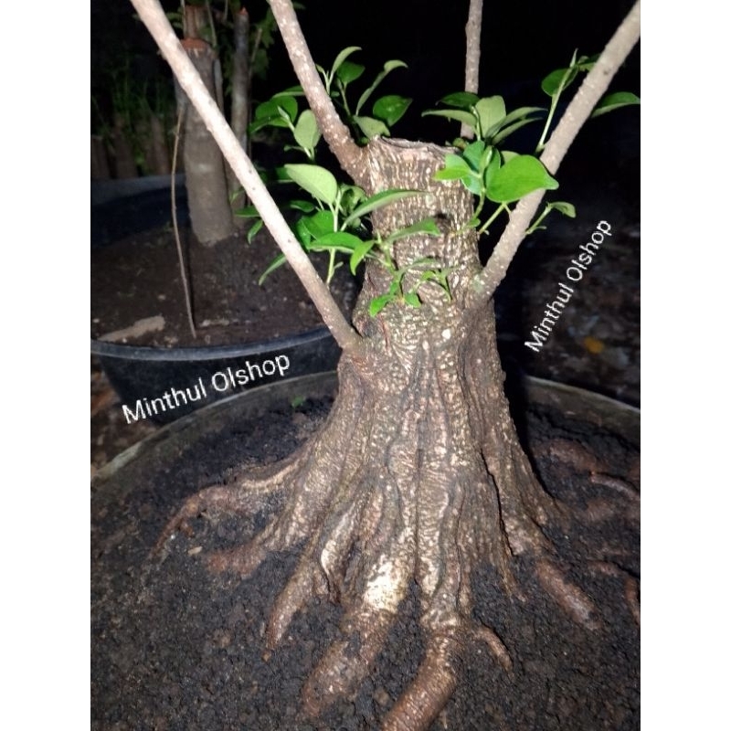 Bonsai kimeng prokar jumbo sesuai foto