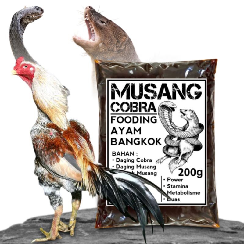 fooding rawatan harian ayam aduan musang cobra