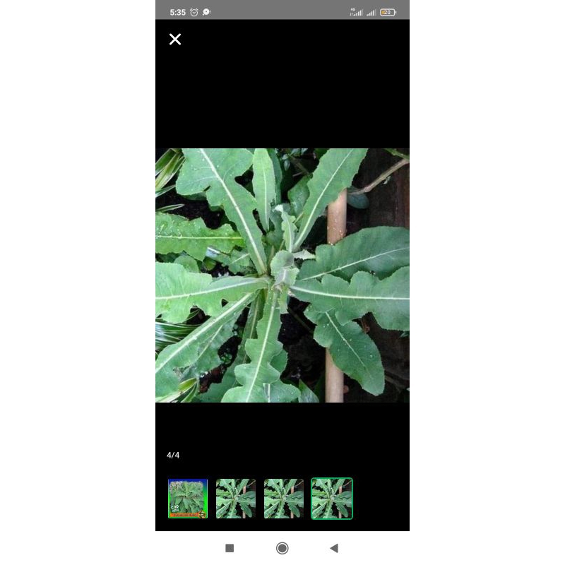 

New promo daun tempuyung segar, 500gr