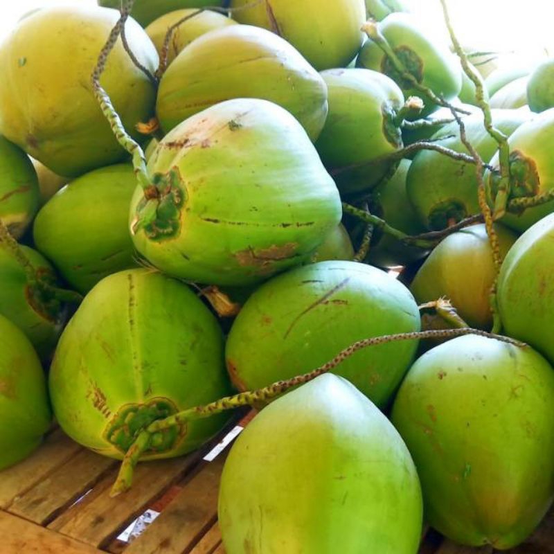

Buah kelapa muda minuman segar