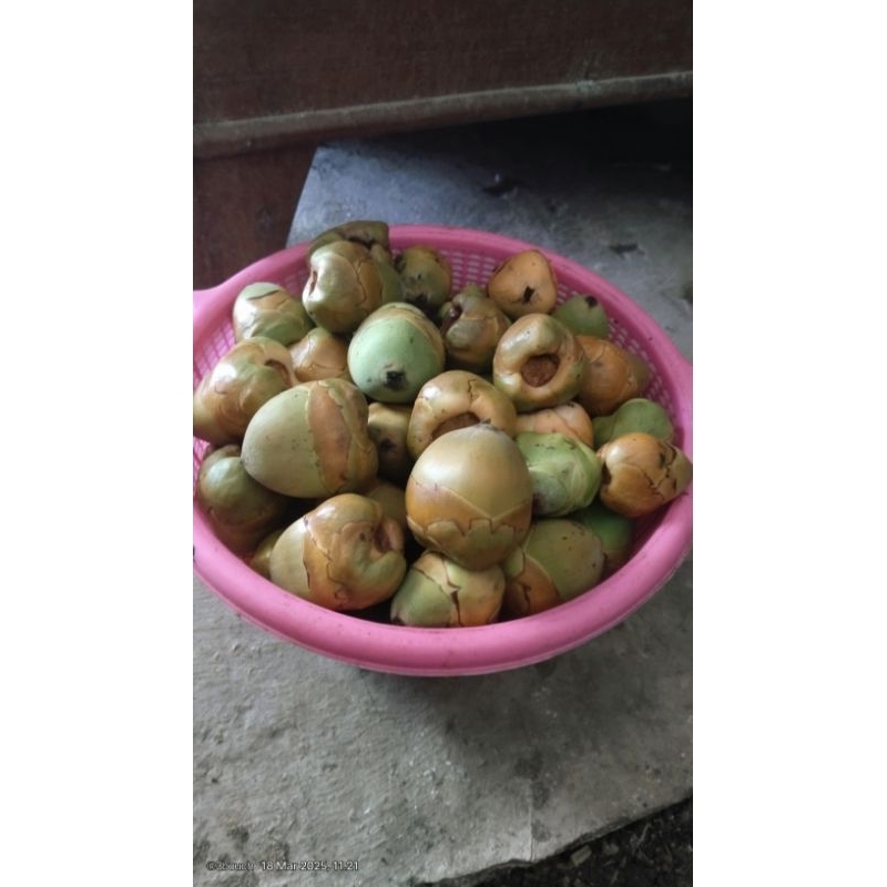 

Tembuluk/mbuluk/kelapa kecil fresh per 10 biji 12000