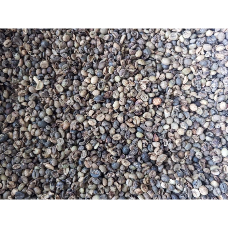 

Kopi Robusta Biji Kering Asli Sidikalang Grade 3