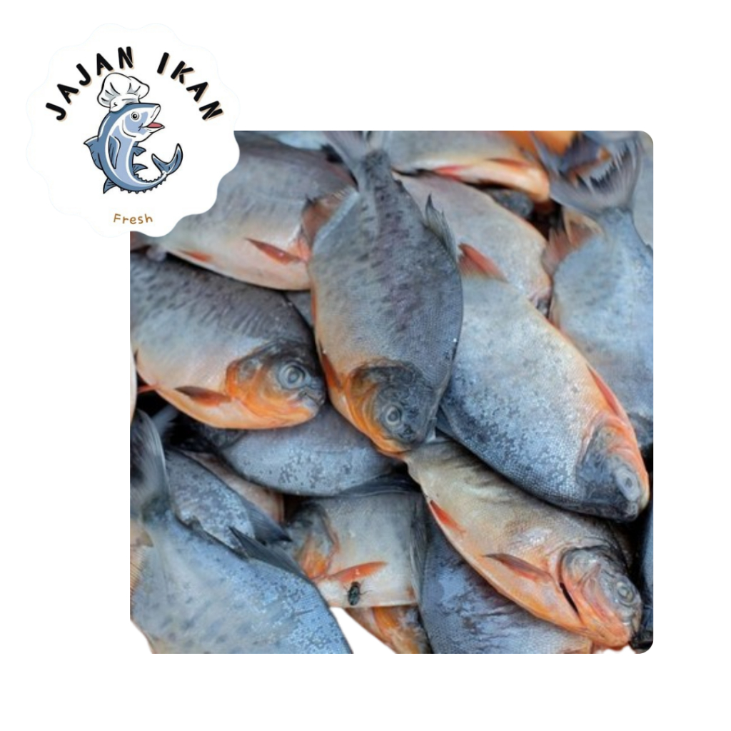 

Ikan Bawal Empang [JAJAN IKAN] Bawal empang segar 1kg