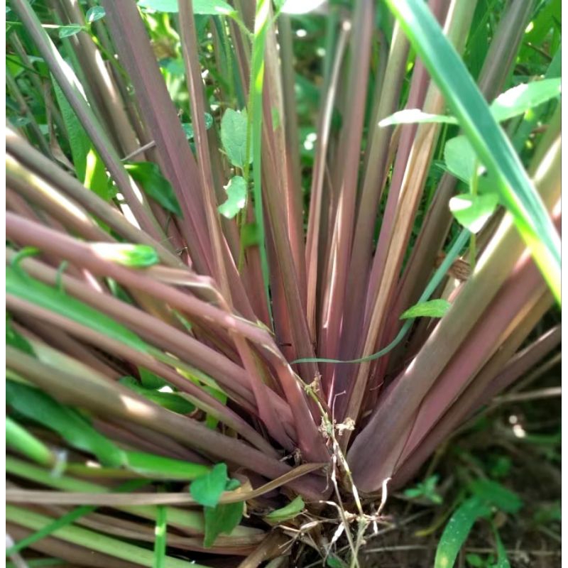 

batang sereh wangi sereh merah per ikat isi 10 batang