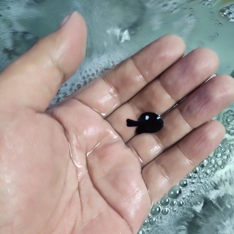 ikan hias air laut dakocan
