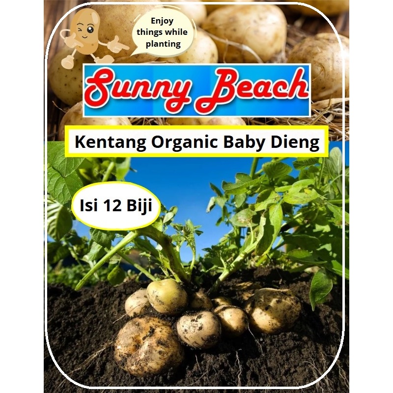 Bibit Pilihan Kentang Organic Baby Dieng | Biji Benih Kentang Dieng Baby | Kentang