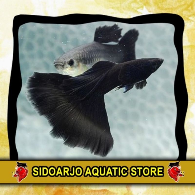 MINIMAL BELANJA 3 BOLEH BERVARIASI HIASAN AKUARIUM INDUKAN GUPPY BLACK MOSCOW
