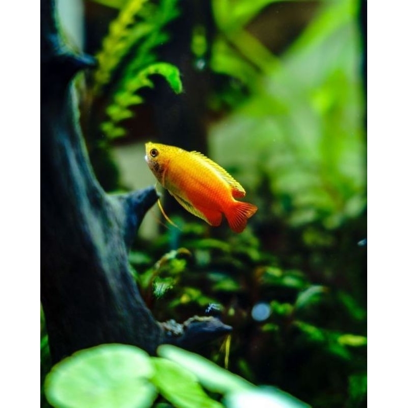 ikan hias aquarium aquascape sepat madu/gourami