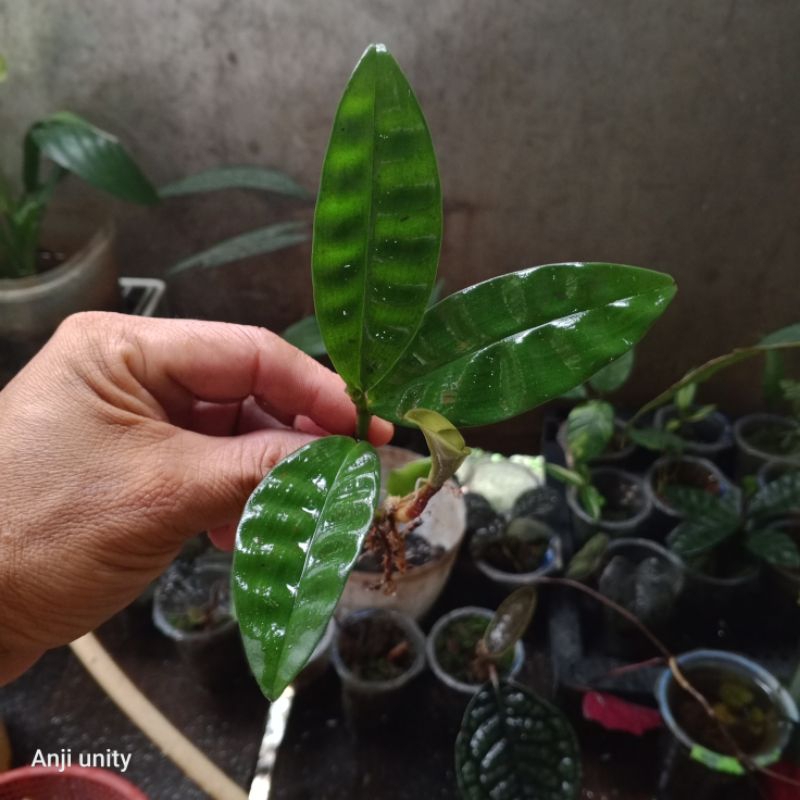 ardisia tuettle