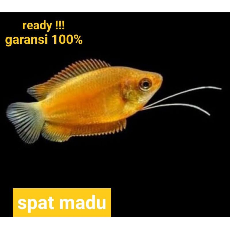 isi 3 / spat sunset aquascape / kebutuhan aquascape