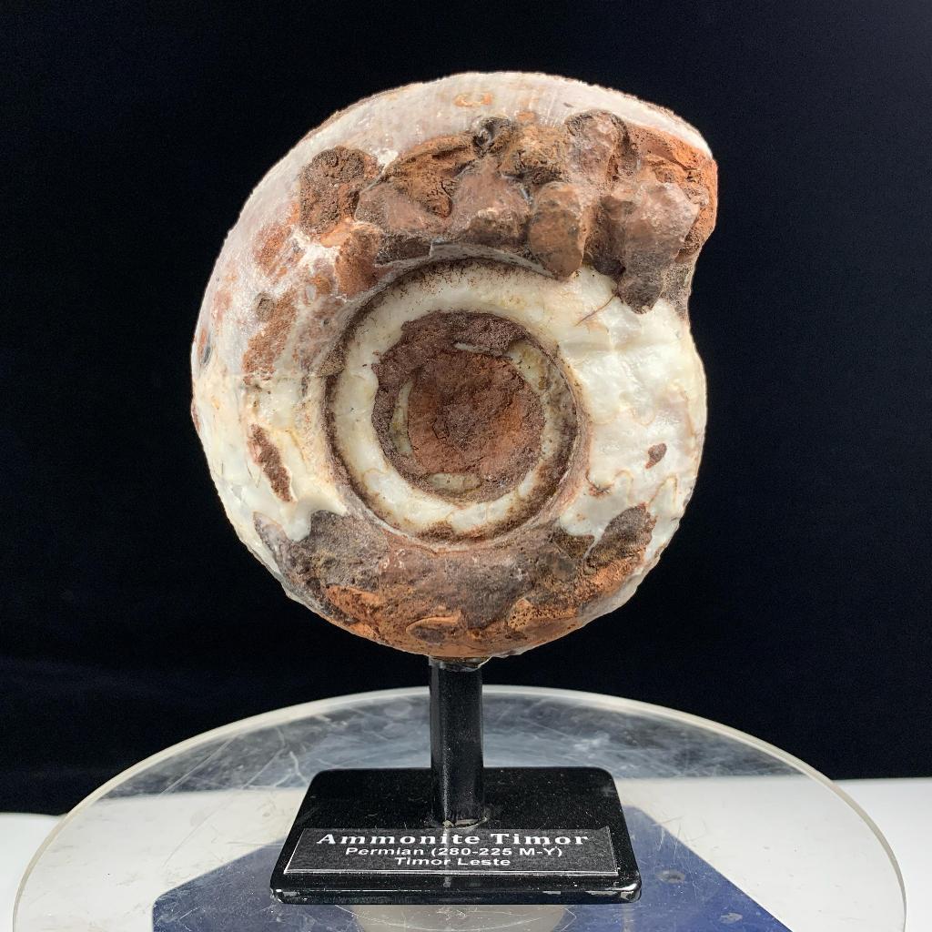 Plakat Stand Fosil Ammonite - Natural Ammonite Full Suture