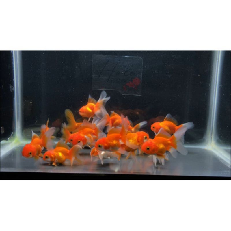 ikan Mas KOKI ORANDA BULDOG TEKIM size S,M,L KHUSUS INSTANT