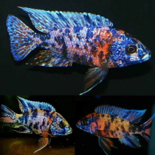 ikan aulonocara african cichlid danau malawi jenis ikan siklid red flush eureka ob peacock ikan pera