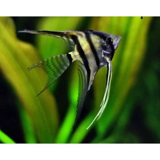 ikan manfish angel fish marble hitam putih black and white atau ikan bidadari air tawar hiasan aquar