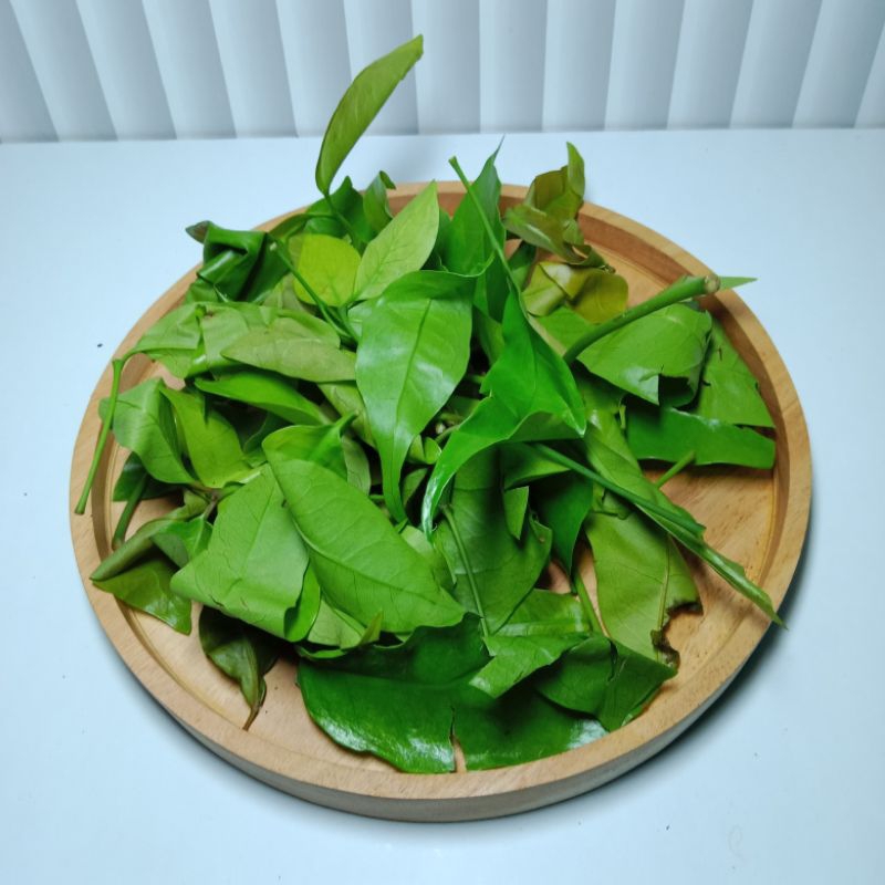 

Daun melinjo
