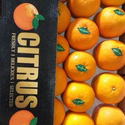 

JERUK MANDARIN WOKAM /WOGAN GROSIR 1DUS BUAH DI JAMIN FRESH BAGUS
