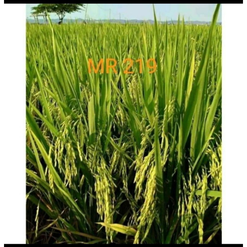 BENIH PADI MR 219 KEMASAN 1KG