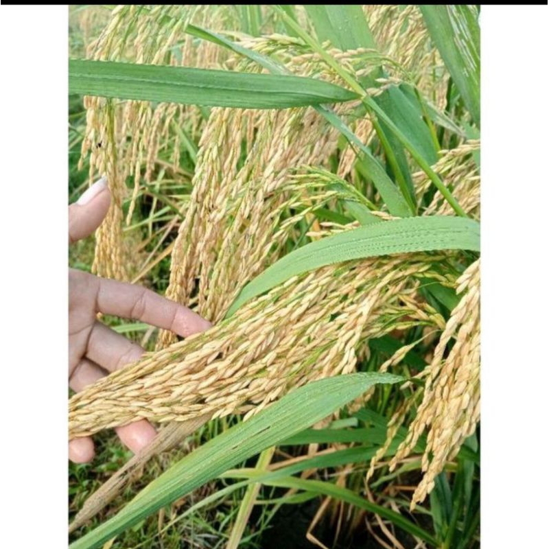 BENIH PADI 2TONGKOL SUPER KEMASAN 1KG