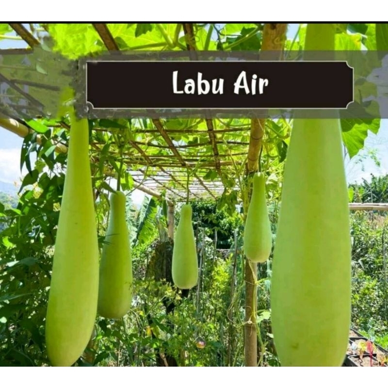 

GROSIR MURAH!!!50biji BENIH LABU AIR PANJANG SIAP SEMAI