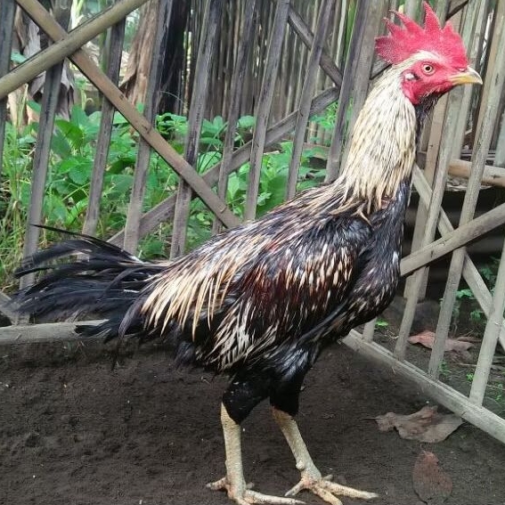 Telur Ayam Fertil Telur Tetas Ayam Aduan Mangon IQ X Pama iQ
