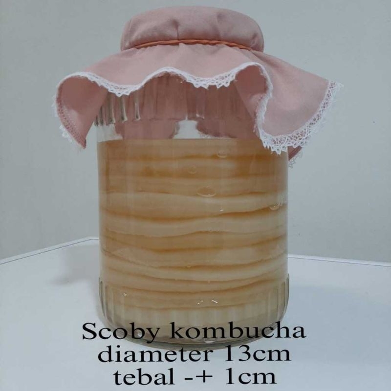 

BIBIT KOMBUCHA SCOBY