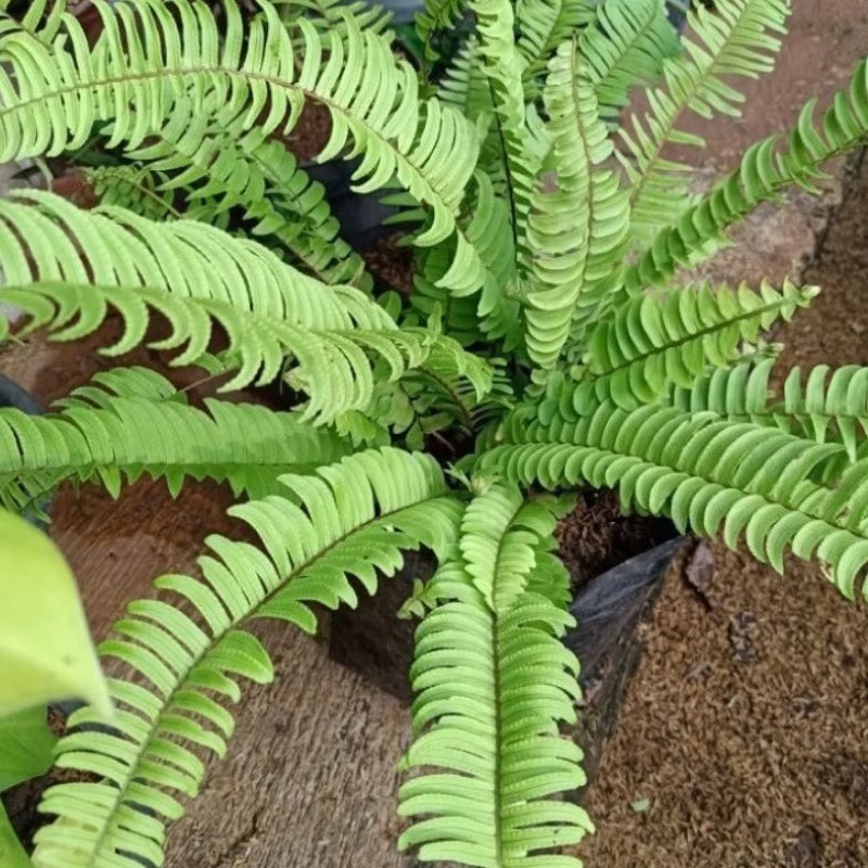 Tanaman Hias Pakis Kelabang / Tanaman Hidup Gantung Pakis Kelabang / Bunga Hias Pakis