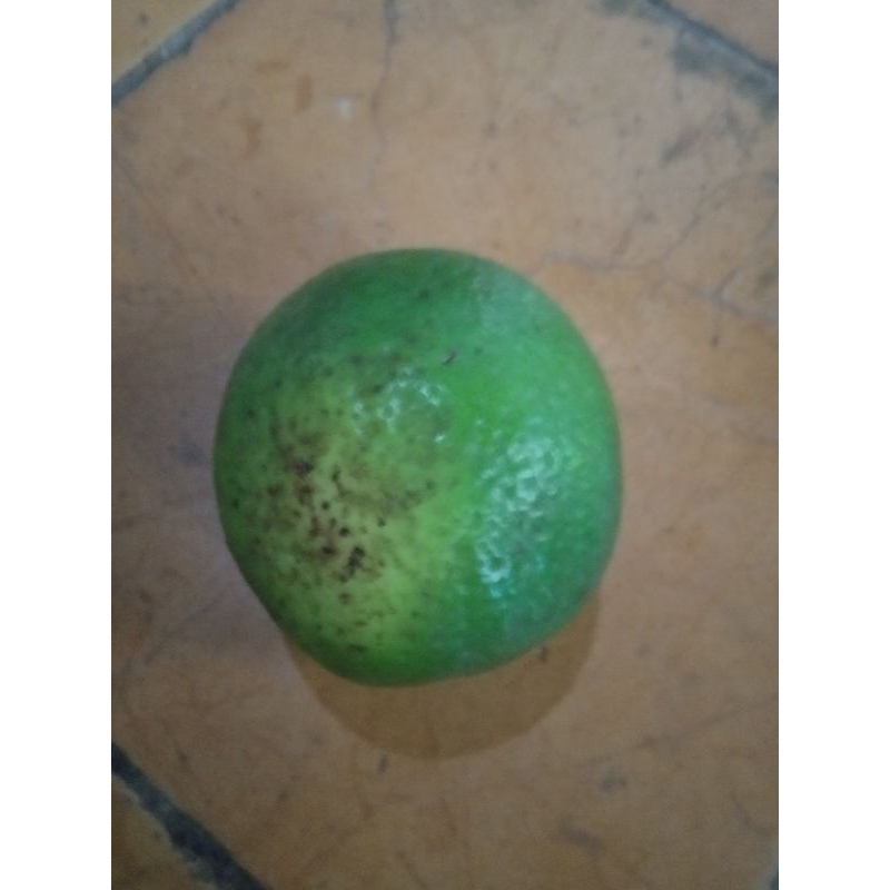 

Jeruk Lemon Segar
