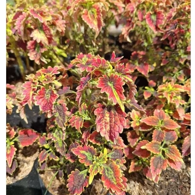 Tanaman Miana Jewer Sultan Premium / dwarf coleus, flame nettle, dan painted leaves / Miana (Coleus 