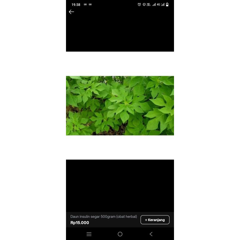 

Daun Insulin segar,500gram(obat herbal)