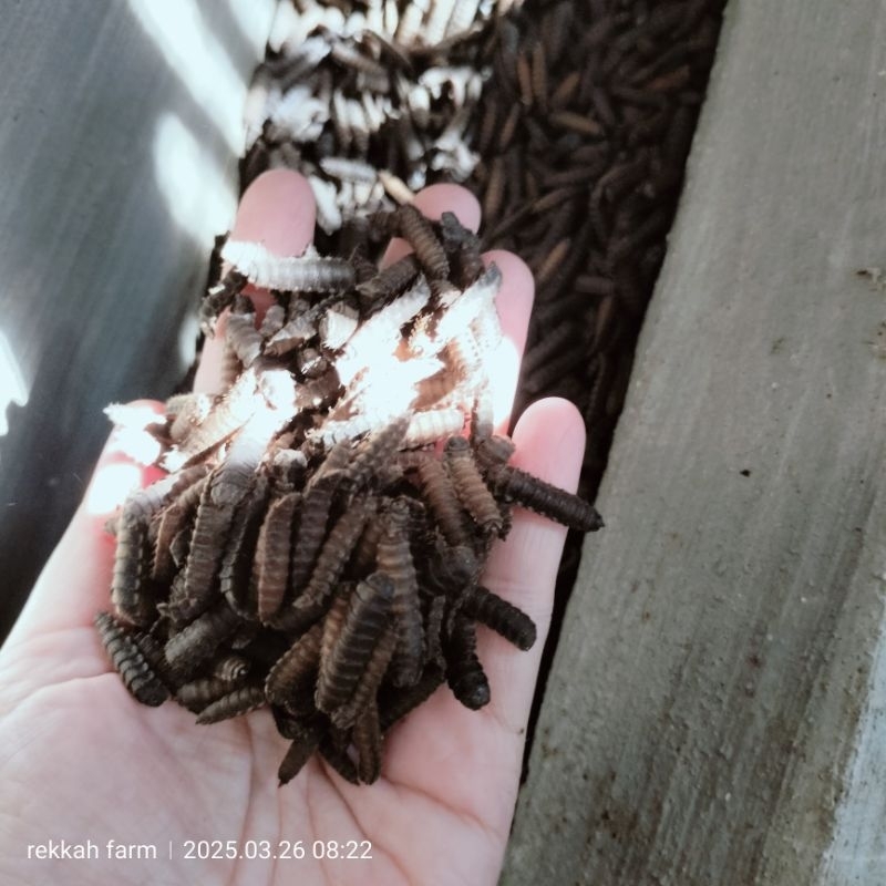 MAGOT PRE PUPA HIDUP /KG MAGOT HITAM CALON INDUKAN BSF