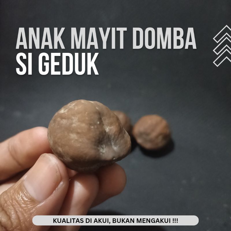Muncang Adu Jalim Amd Anak Mayit Domba