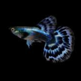 Jual ikan hias guppy BLUE /RED IVORY hiasan aquarium, kolam dan aquascape