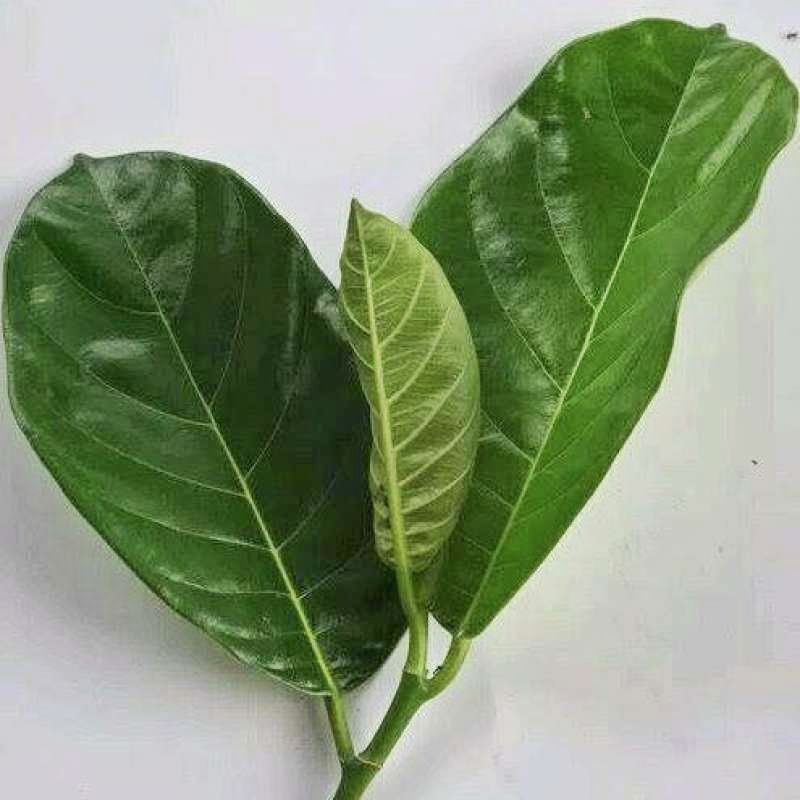 

Daun nangka segar fresh dipetik dadakan obat herbal (100 Lembar)