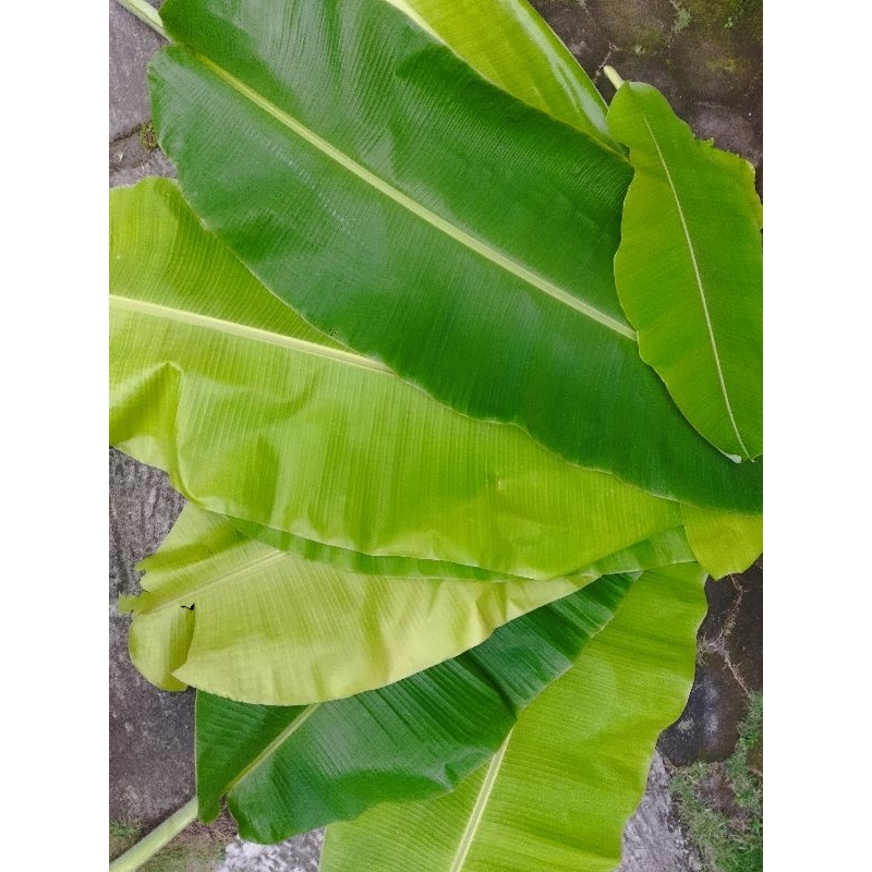 

daun pisang segar hijau berat +- 250gram / 300gram