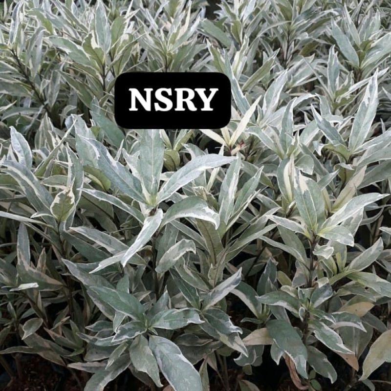 TANAMAN HIAS GANDA RUSA DAUN PUTIH