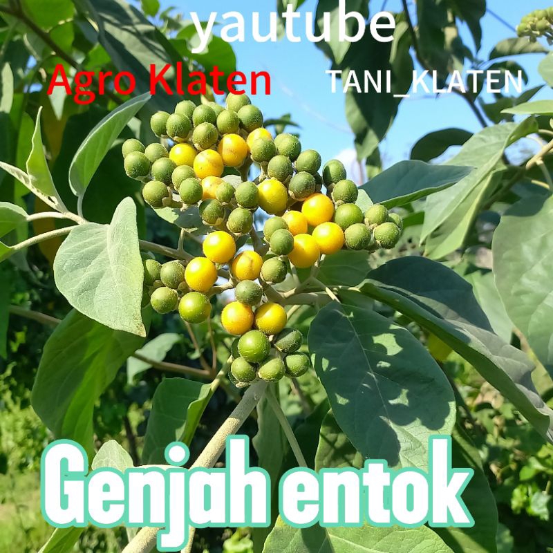 

Bibit Biji Langu Genjah Entok Solonum Marutianum Teter Lancing