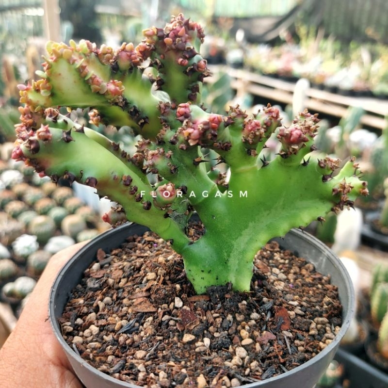 Euphorbia lactea monstrose