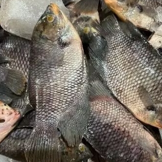 

IKAN GURAMEH SEGAR 1 KG