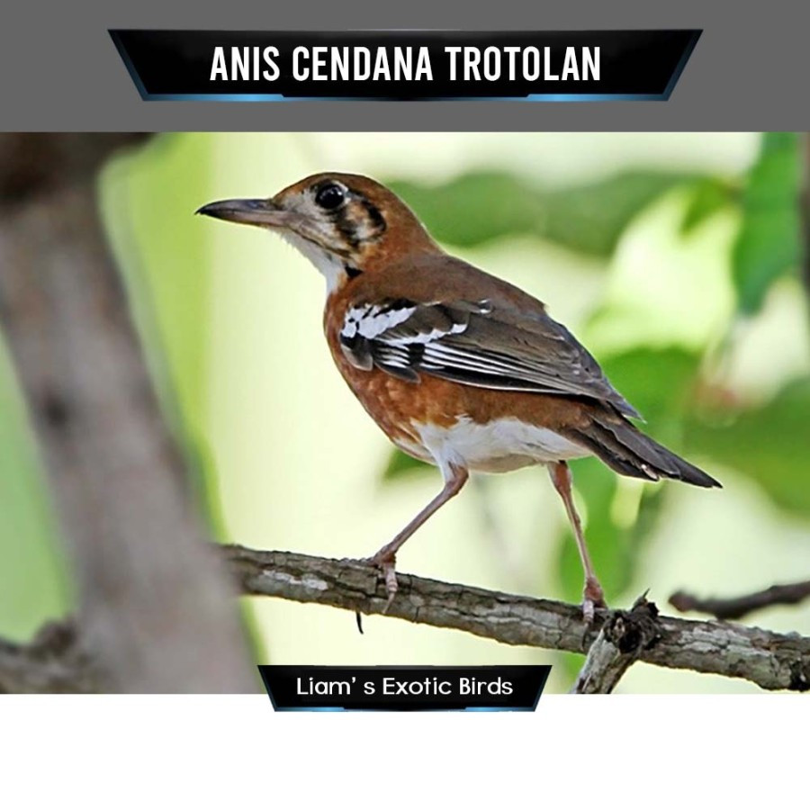 Anis Cendana Trotol Jantan Pilihan Rawatan