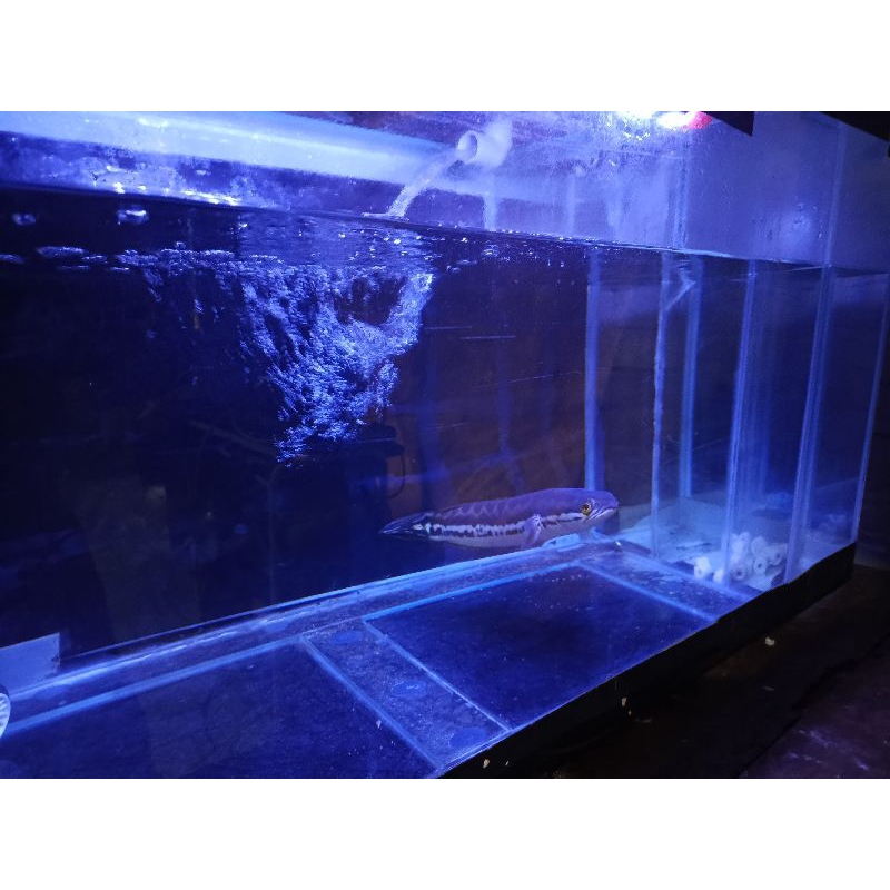 Toman jumbo ukuran 38+ single tank&flering tangan