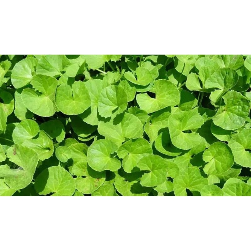 

Daun pegagan Segar (100Gr) Herbal Alami Untuk kesehatn,Lalapan
