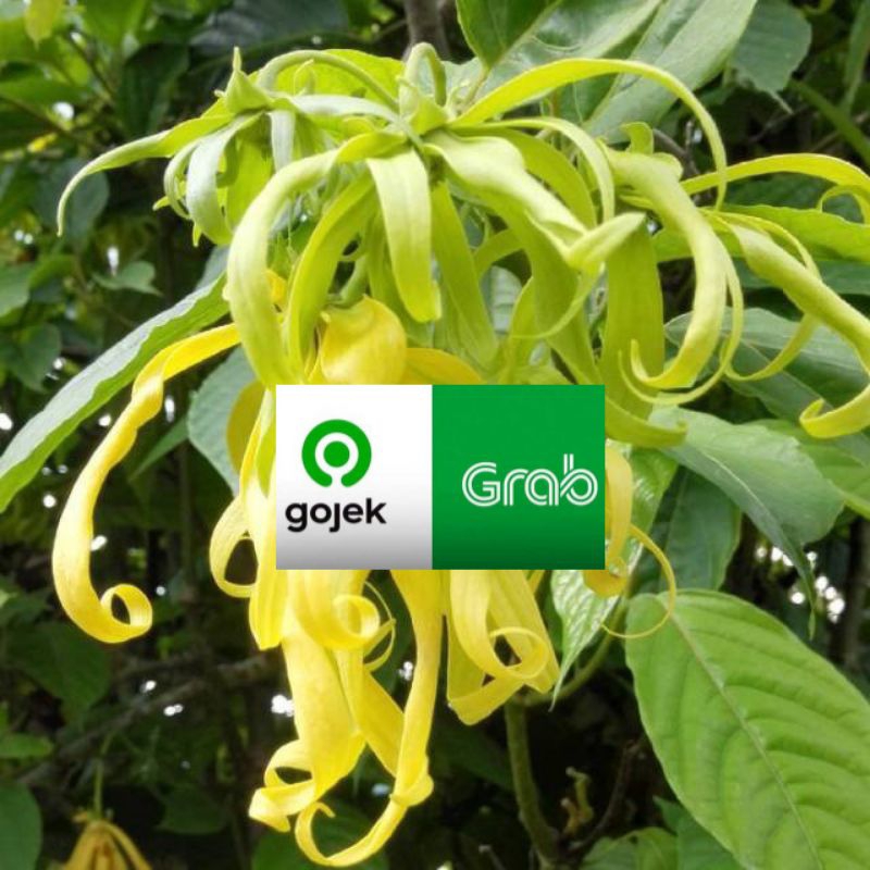 

kembang.kenanga segar dan fresh kenanga asli