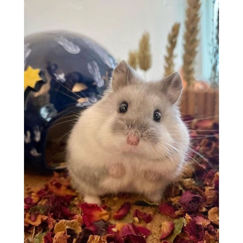 Hamster Winter White • Dwarf Hamster