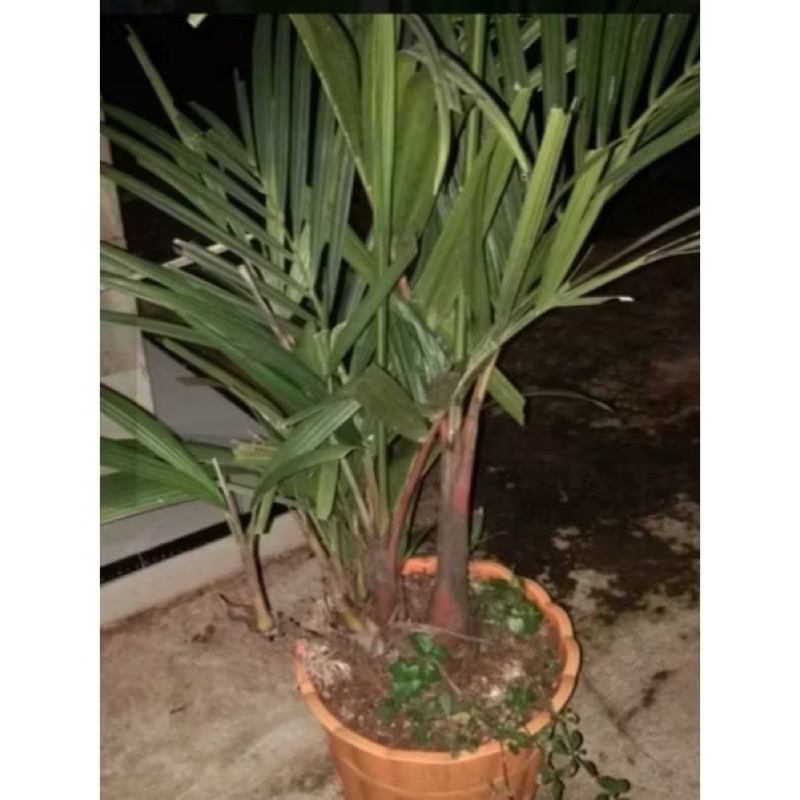 (  BISA COD ) Promo Termurah Tanaman hias palem merah Tanaman Hias palem botol merah